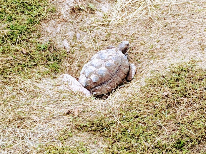 gophertortoise