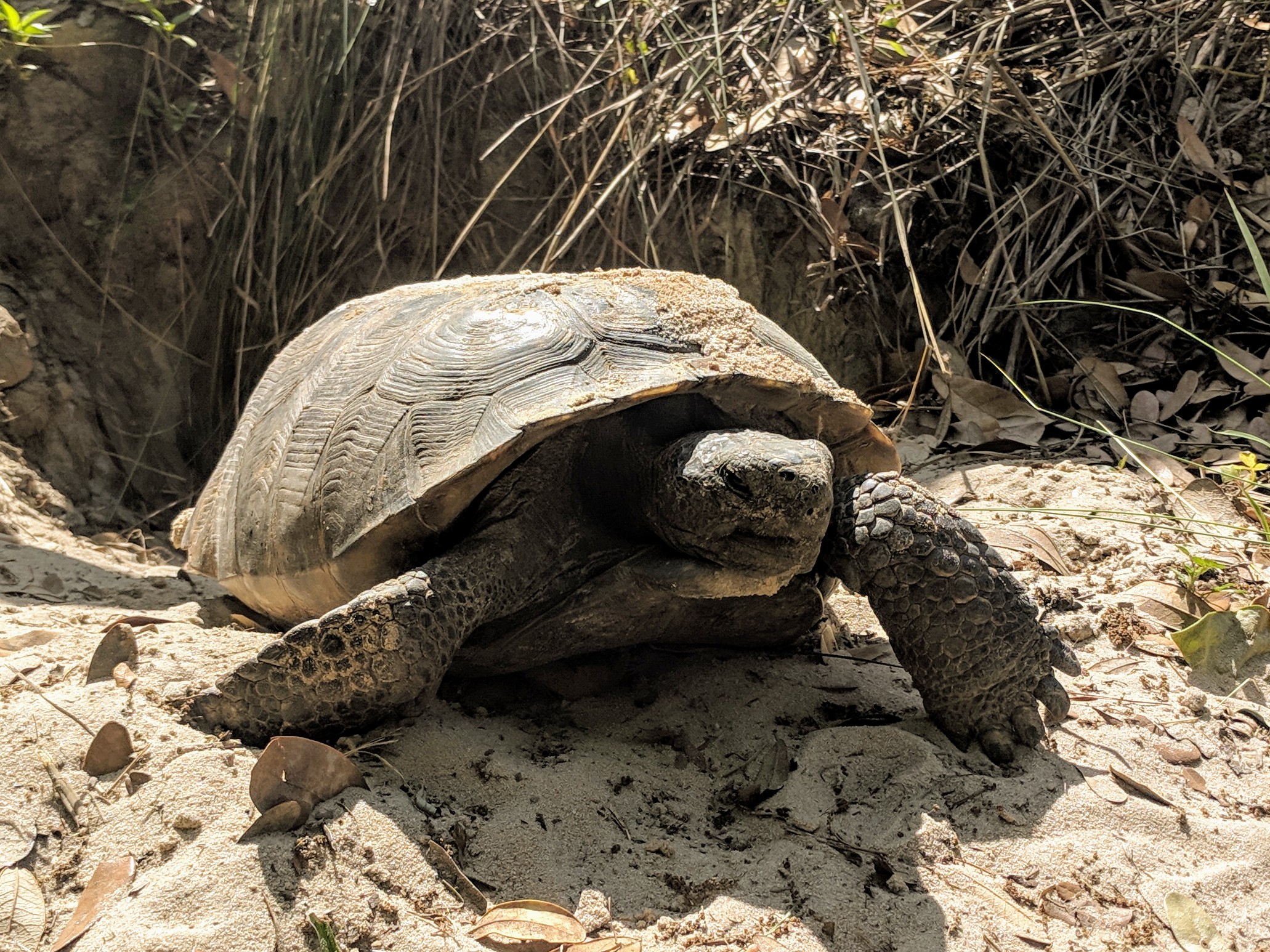 gophertortoise